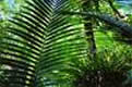 Palme Regenwald